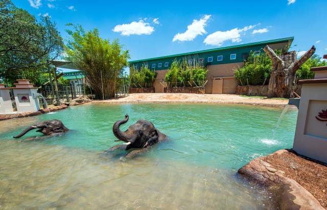 Elephant Expansion Phase