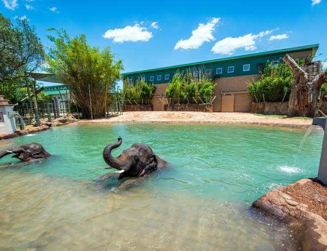 Elephant Expansion Phase