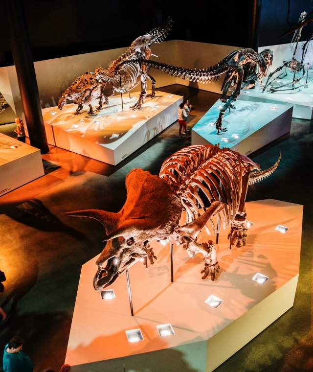 Dinosaur Exhibit at The Museum of Natural Science In Houston, TX