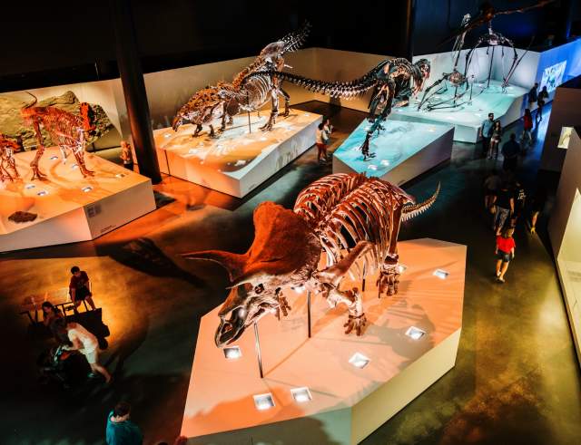 Dinosaur Exhibit at The Museum of Natural Science In Houston, TX