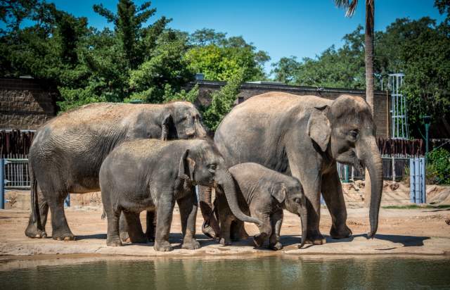 Houston Zoo