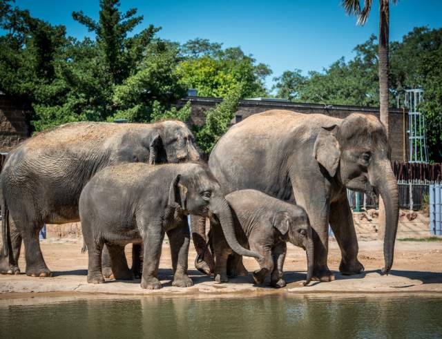 Houston Zoo