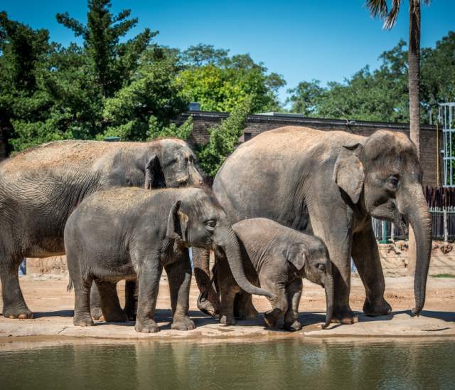 Houston Zoo