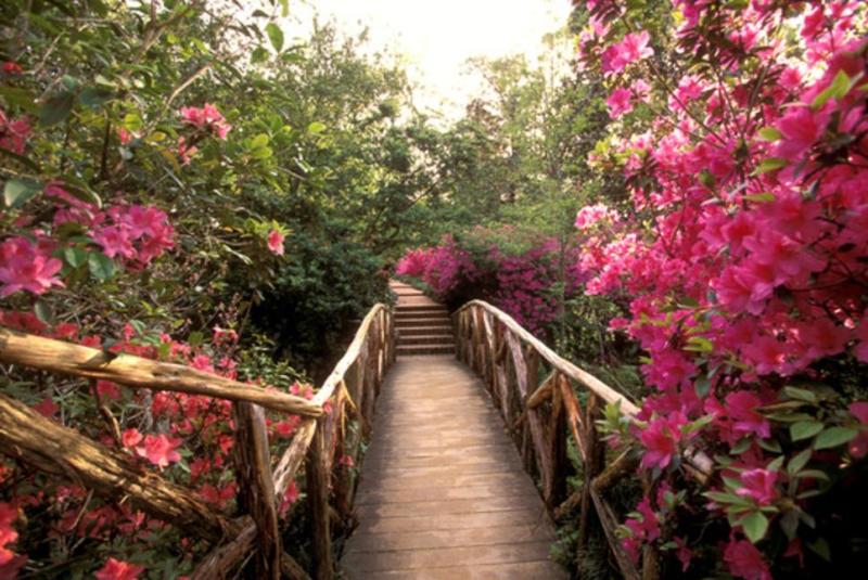 Azalea Trail