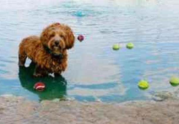 Dog Park - Thumb