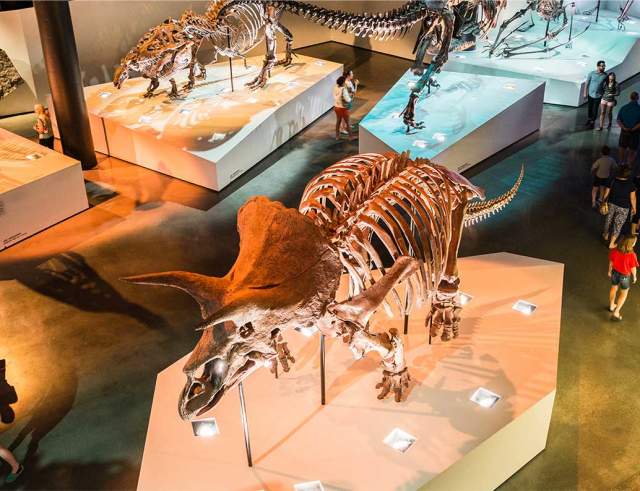 Dinosaur Skeleton In The Houston Museum Of Natural Science