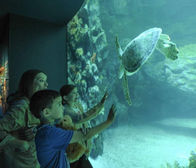 Galápagos Islands - Houston Zoo