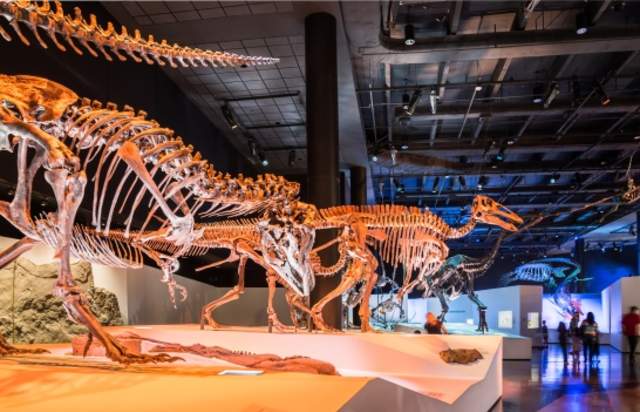 Houston Museum of Natural Science